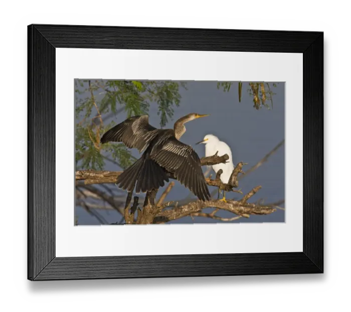 Framed Print : Anhinga (Anhinga anhinga) also known as snake bird or water turkey, adult female Framed Print : Anhinga (Anhinga anhinga) also known as snake bird or water turkey, adult female
