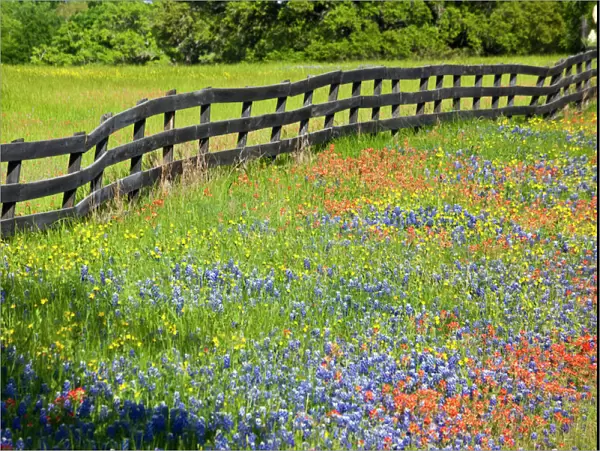 Texas, USA, North America. Wildflowers along fenceline