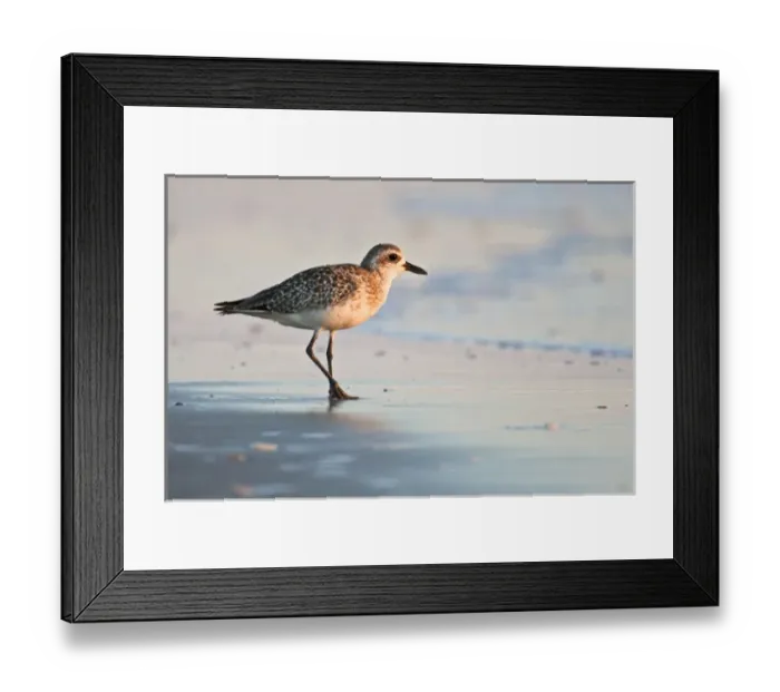 Framed Print : Black-bellied Plover (Pluvialis squatarola), winter adult, south Padre Island beach Framed Print : Black-bellied Plover (Pluvialis squatarola), winter adult, south Padre Island beach