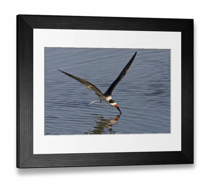 Framed Print : Black Skimmer (Rynchops niger) adult, feeding on the wing in Laguna Madre Bay, Texas Framed Print : Black Skimmer (Rynchops niger) adult, feeding on the wing in Laguna Madre Bay, Texas