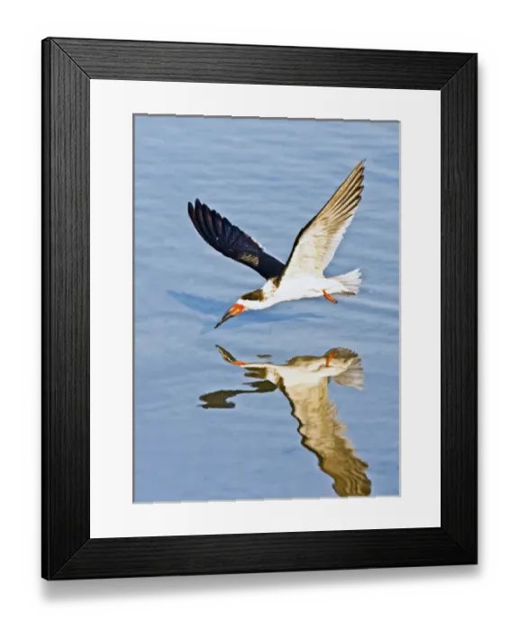Framed Print : Black Skimmer (Rhynchops niger) in winter plumage fishing on the Laguna Madre near Framed Print : Black Skimmer (Rhynchops niger) in winter plumage fishing on the Laguna Madre near