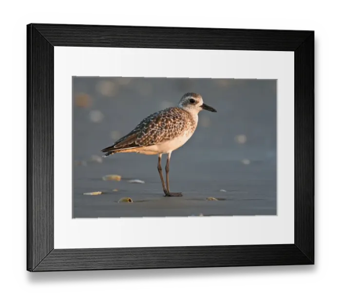 Framed Print : Black-bellied Plover (Pluvialis squatarola), winter adult, south Padre Island beach Framed Print : Black-bellied Plover (Pluvialis squatarola), winter adult, south Padre Island beach