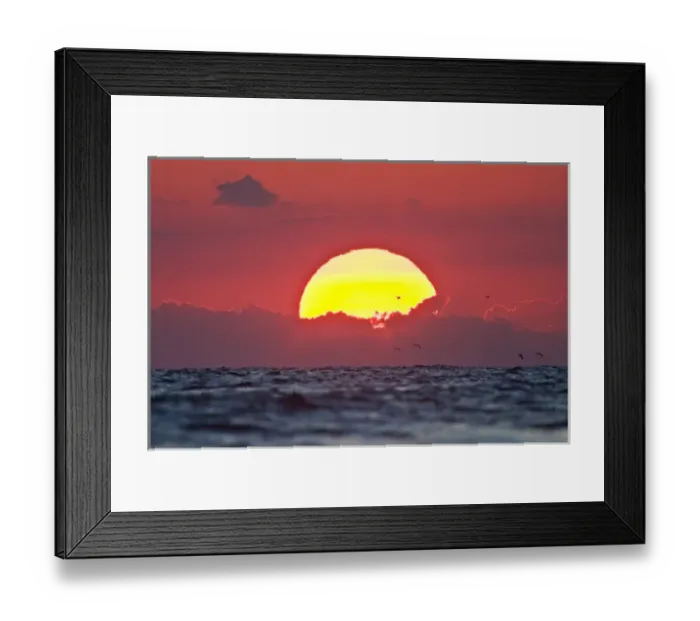 Framed Print : Sunrise on the Gulf of Mexico at South Padre Island, Texas with brown pelicans flying
