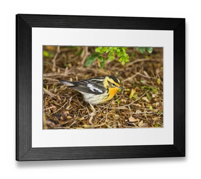 Framed Print : Blackburnian Warbler (Dendroica fusca) male feeding on insects, spring, migration Framed Print : Blackburnian Warbler (Dendroica fusca) male feeding on insects, spring, migration