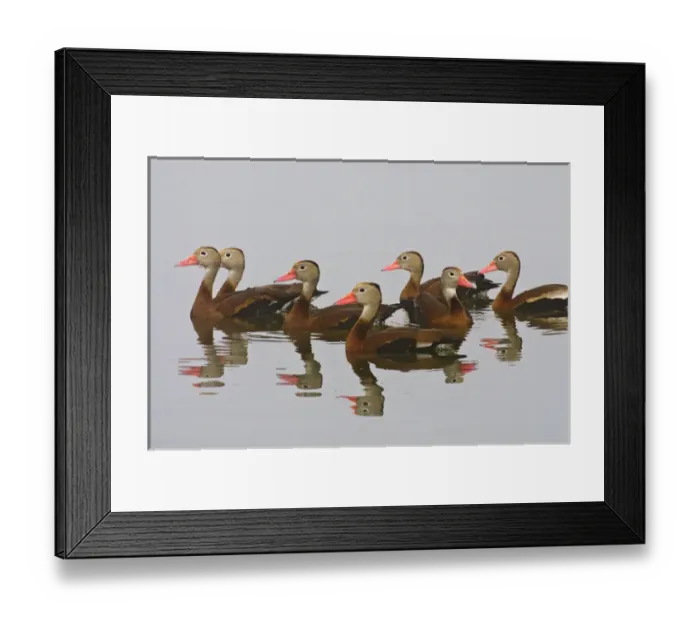 Framed Print : Black-bellied Whistling Duck (Dendrocygna autumnalis) flock reflected in a pond Framed Print : Black-bellied Whistling Duck (Dendrocygna autumnalis) flock reflected in a pond