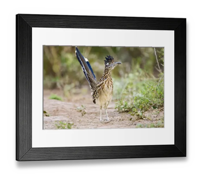 Framed Print : Greater Roadrunner (Geococcyx californianus) excited adult, foraging, south Texas Framed Print : Greater Roadrunner (Geococcyx californianus) excited adult, foraging, south Texas