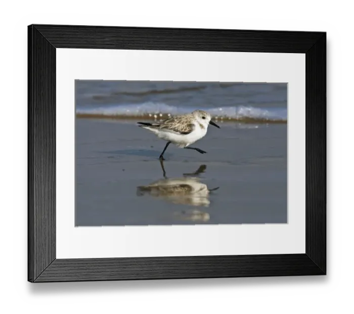 Framed Print : Sanderling (Calidris alba) running on wet beach, Gulf of Mexico, south Texas, USA, winter Framed Print : Sanderling (Calidris alba) running on wet beach, Gulf of Mexico, south Texas, USA, winter