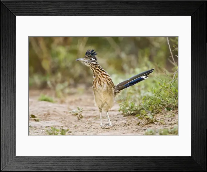 Framed Print : Greater Roadrunner (Geococcyx californianus) excited adult, foraging, south Texas Framed Print : Greater Roadrunner (Geococcyx californianus) excited adult, foraging, south Texas