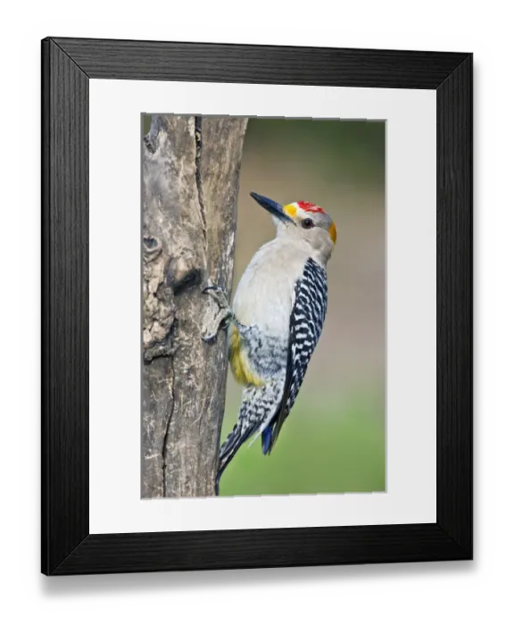 Framed Print : Golden-fronted Woodpecker (Melanerpes aurifrons) adult, male pecking on dead tree Framed Print : Golden-fronted Woodpecker (Melanerpes aurifrons) adult, male pecking on dead tree