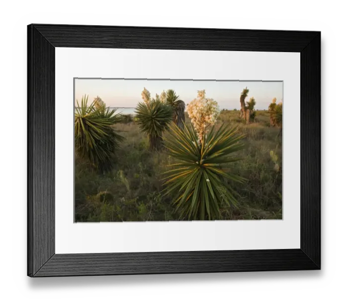 Framed Print : Yucca or Spanish Dagger (Yucca treculeana) in bloom, south Texas on the Laguna Madre (bay) Framed Print : Yucca or Spanish Dagger (Yucca treculeana) in bloom, south Texas on the Laguna Madre (bay)
