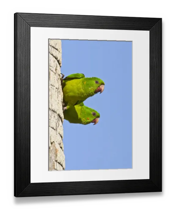 Framed Print : Green Parakeet (Aratinga holochlora) adults, wild, free-flying pair near nest cavity Framed Print : Green Parakeet (Aratinga holochlora) adults, wild, free-flying pair near nest cavity