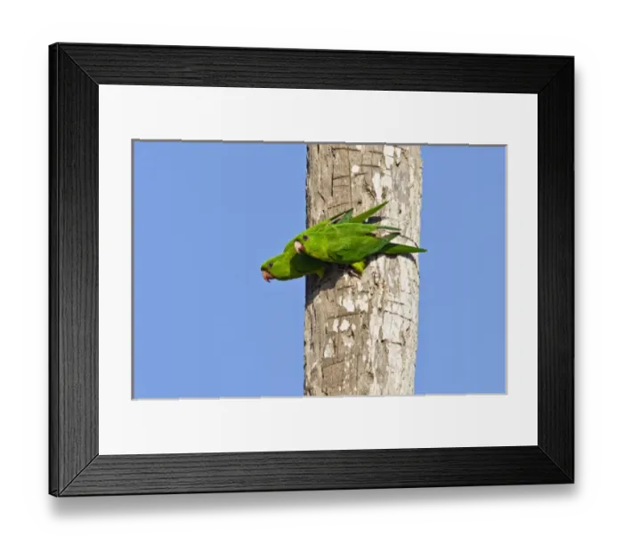 Framed Print : Green Parakeet (Aratinga holochlora) adults, wild, free-flying pair near nest cavity