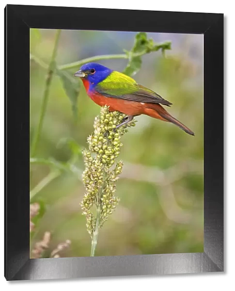 Painted Bunting (Passerina citria) adult male in breeding plumage, spring migration