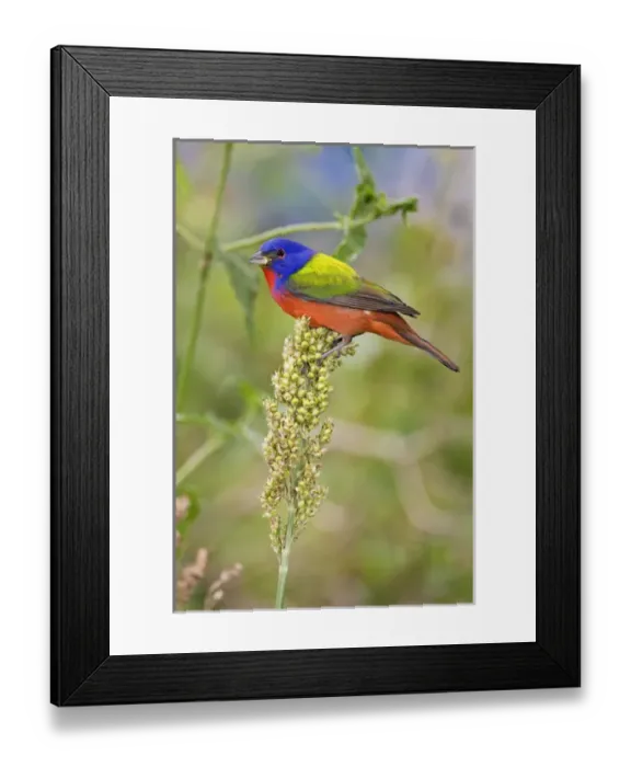 Framed Print : Painted Bunting (Passerina citria) adult male in breeding plumage, spring migration