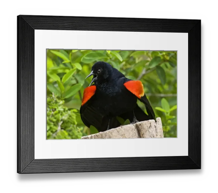 Framed Print : Red-winged Blackbird (Agelaius phoeniceus) adult male displaying red epilets to threathen