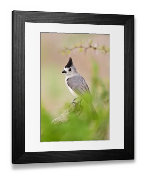Framed Print : Tufted Titmouse (Baeolophus bicolor) adult perched in thorn brush, south Texas, USA Framed Print : Tufted Titmouse (Baeolophus bicolor) adult perched in thorn brush, south Texas, USA