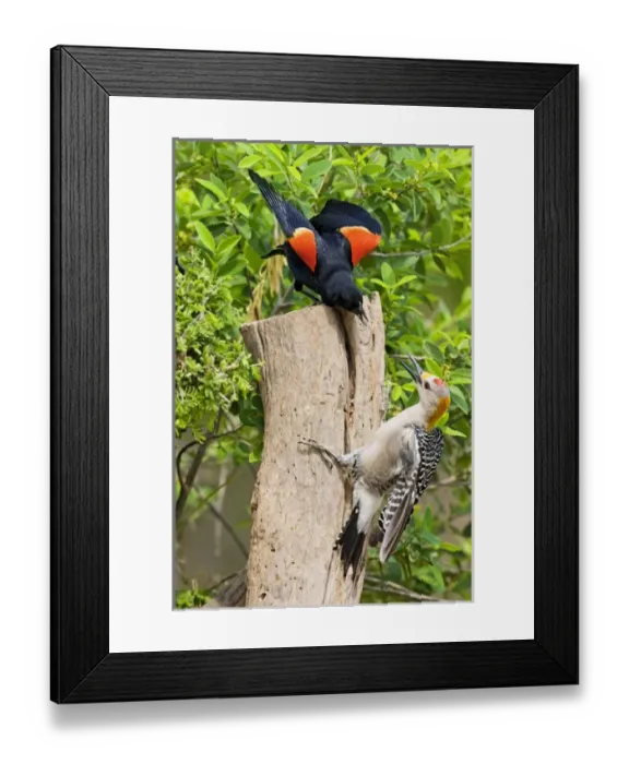 Framed Print : Red-winged Blackbird (Agelaius phoeniceus) adult male scolding a golden-fronted woodpecker