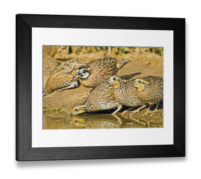 Framed Print : Northern Bobwhite (Colinus virginianus) covey, drinking, south Texas pond, USA