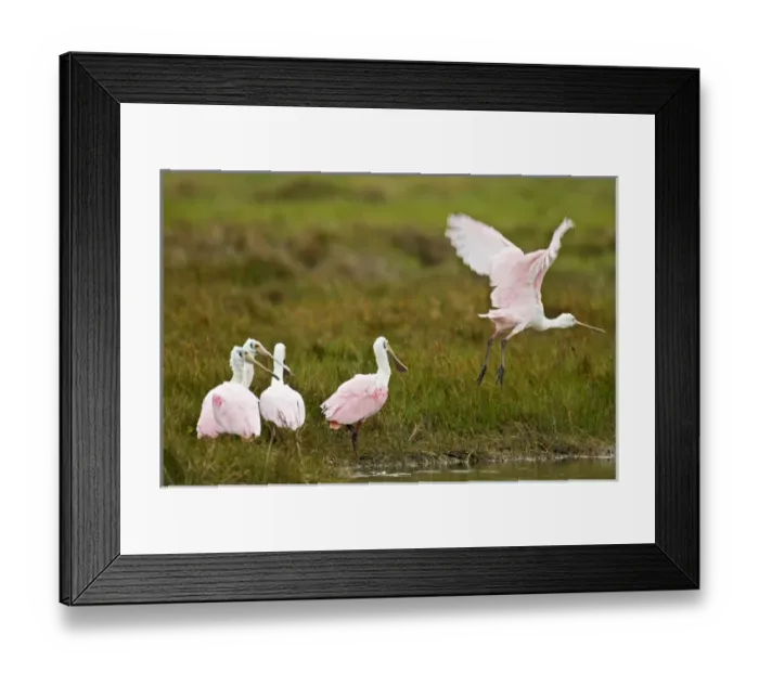 Framed Print : Roseate Spoonbills (Ajaia ajaja) feeding in coastal salt marsh on the intracoastal Framed Print : Roseate Spoonbills (Ajaia ajaja) feeding in coastal salt marsh on the intracoastal
