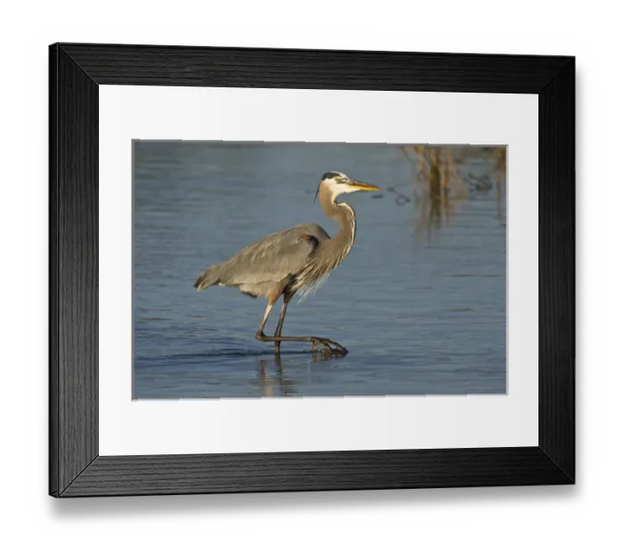 Framed Print : Great Blue Heron (Ardea herodias) adult feeding in salt marsh on the Laguna Madre