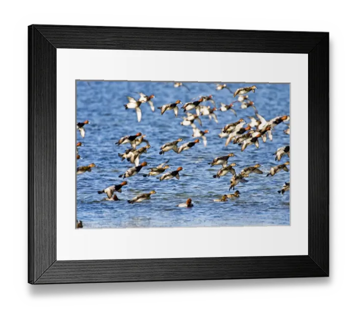 Framed Print : Redhead (Aythya americana) duck flock landing on the Laguna Madre near South Padre Island