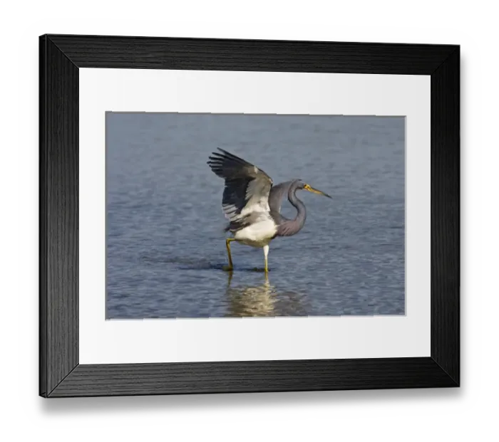 Framed Print : Tricolored Heron (Egretta tricolor) adult chasing small fish in the Laguna Madre Framed Print : Tricolored Heron (Egretta tricolor) adult chasing small fish in the Laguna Madre
