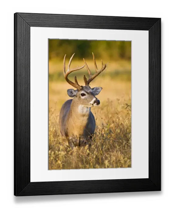 Framed Print : White-tailed Deer (Odocoileus virginianus) adult male (buck), autumn, south Texas, USA Framed Print : White-tailed Deer (Odocoileus virginianus) adult male (buck), autumn, south Texas, USA