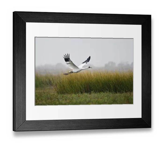 Framed Print : Whooping Crane (Grus americana) endangered species, flying over salt marsh at Aransas