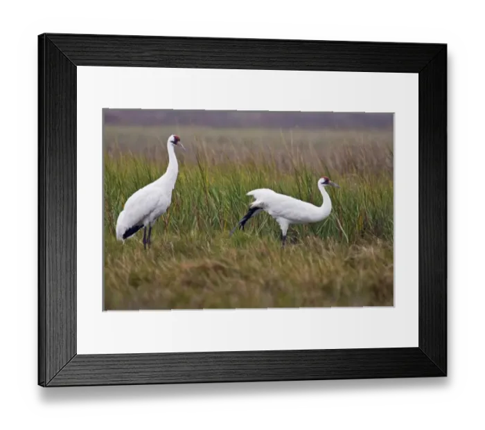 Framed Print : Whooping Crane (Grus americana) endangered species, pair preening in salt marsh