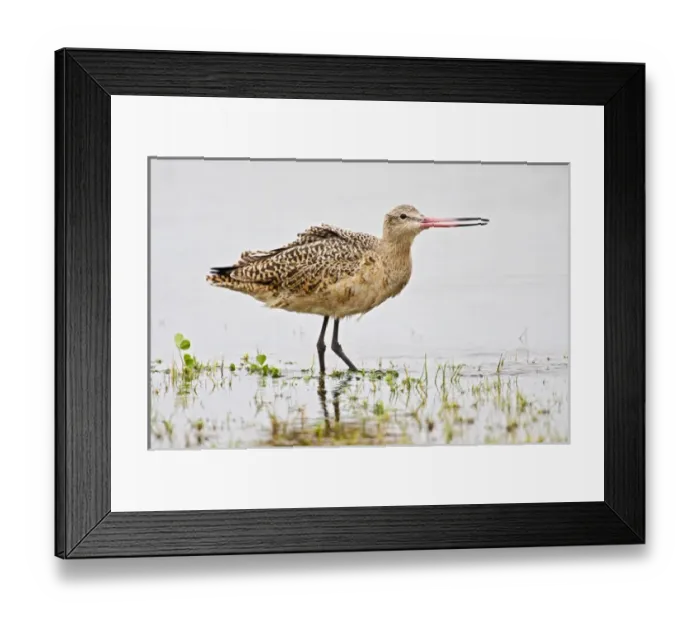 Framed Print : Marbled Godwit (Limosa fedoa) adult feeding in salt marsh on the Texas coast, Gulf Framed Print : Marbled Godwit (Limosa fedoa) adult feeding in salt marsh on the Texas coast, Gulf