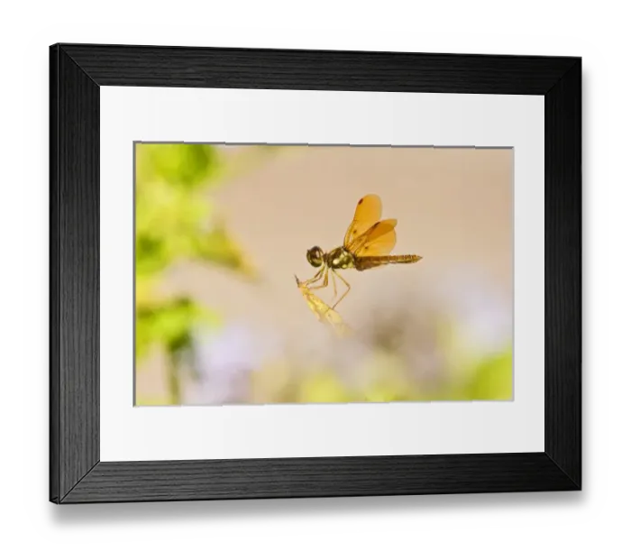 Framed Print : Slough Amberwing (Perithemis domitia) dragonfly, male perched with sunlight coming Framed Print : Slough Amberwing (Perithemis domitia) dragonfly, male perched with sunlight coming
