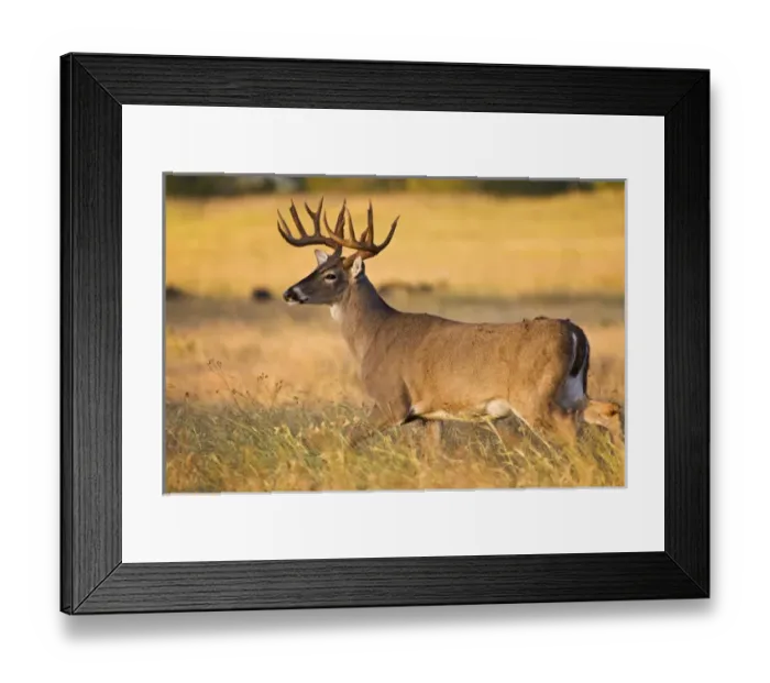 Framed Print : White-tailed Deer (Odocoileus virginianus) adult male (buck), autumn, south Texas, USA Framed Print : White-tailed Deer (Odocoileus virginianus) adult male (buck), autumn, south Texas, USA