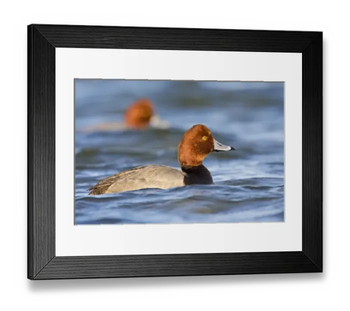 Framed Print : Redhead (Aythya americana) duck, adult male swimming on the Laguna Madre (bay) near Framed Print : Redhead (Aythya americana) duck, adult male swimming on the Laguna Madre (bay) near