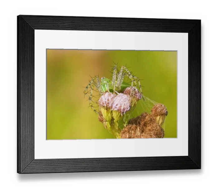 Framed Print : Green Lynx Spider camouflaged on a mist flower on the US / Mexico border in south Texas Framed Print : Green Lynx Spider camouflaged on a mist flower on the US / Mexico border in south Texas