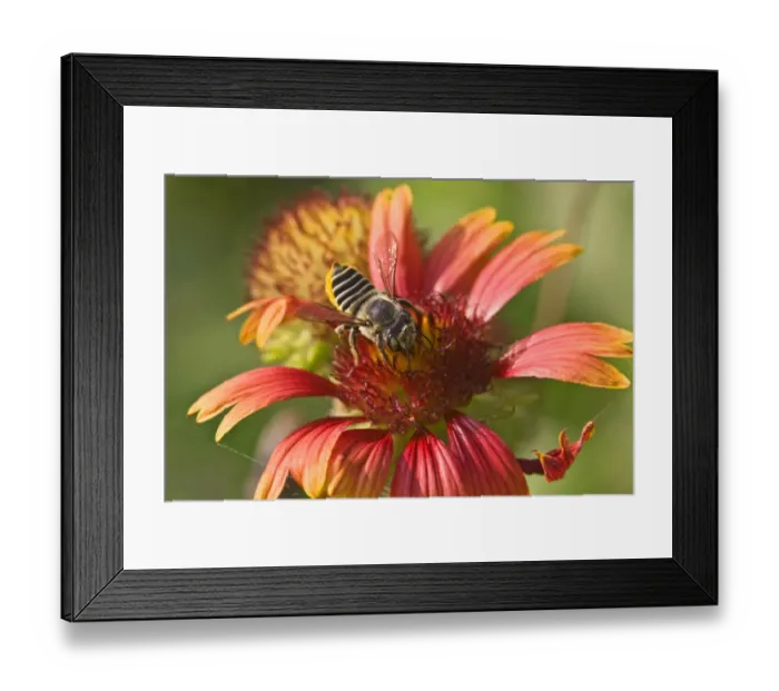 Framed Print : Honey Bee (Apis sp. ) gathering nector from Firewheel flower in the Falcon State Park