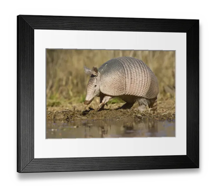 Framed Print : Nine-banded Armadillo (Dasypus novemcinctus) adult drinking, south Texas pond, USA