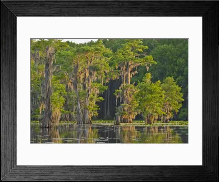 Framed Print : Orange light of sunrise coloring bald cypress and Spanish moss on Caddo Lake, Texas, USA Framed Print : Orange light of sunrise coloring bald cypress and Spanish moss on Caddo Lake, Texas, USA