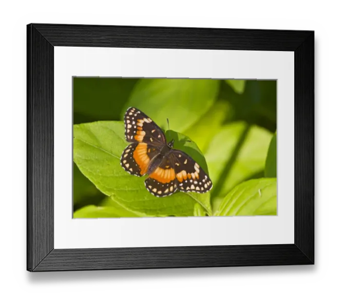 Framed Print : Bordered Patch (Chlosyne lacinia) butterfly sunning on leaf, south Texas, USA, September Framed Print : Bordered Patch (Chlosyne lacinia) butterfly sunning on leaf, south Texas, USA, September