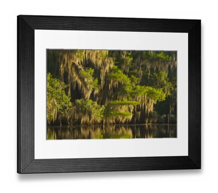 Framed Print : Bald cypress (Taxodium distichum) and Spanish moss in black water on Caddo Lake, Texas