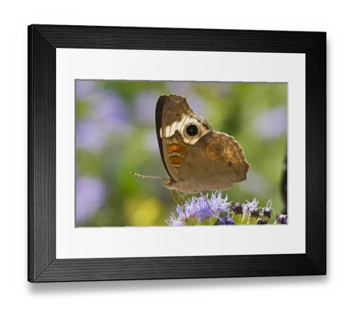 Framed Print : Common Buckeye (Junonia coenia) spring, nectoring on mist flower, south Texas, USa Framed Print : Common Buckeye (Junonia coenia) spring, nectoring on mist flower, south Texas, USa