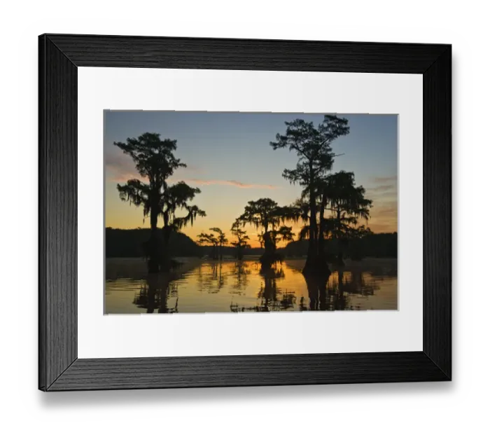 Framed Print : Sunrise and bald cypress (Taxodium distichum) trees with Spanish moss, Caddo Lake
