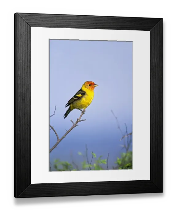 Framed Print : Western Tanager (Piranga ludoviciana) adult male, spring migration, south Texas, USA Framed Print : Western Tanager (Piranga ludoviciana) adult male, spring migration, south Texas, USA