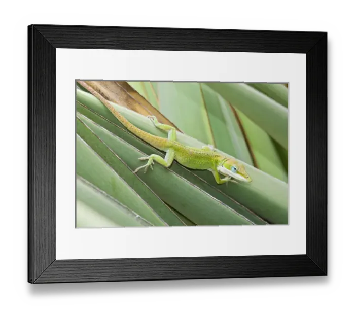 Framed Print : Green Anole (Anolis carolinensis) hunting insects on yucca, south Texas, USA, September Framed Print : Green Anole (Anolis carolinensis) hunting insects on yucca, south Texas, USA, September