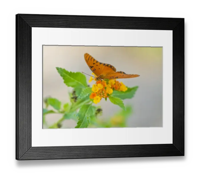 Framed Print : Gulf Fritillary (Agraulis vanillae) nectoring on lantana flower, s. Texas, USA, October