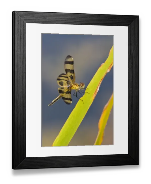 Framed Print : Halloween Pennant (Celithemis fasciata) juvenile, perched on cattail leaf in a marsh