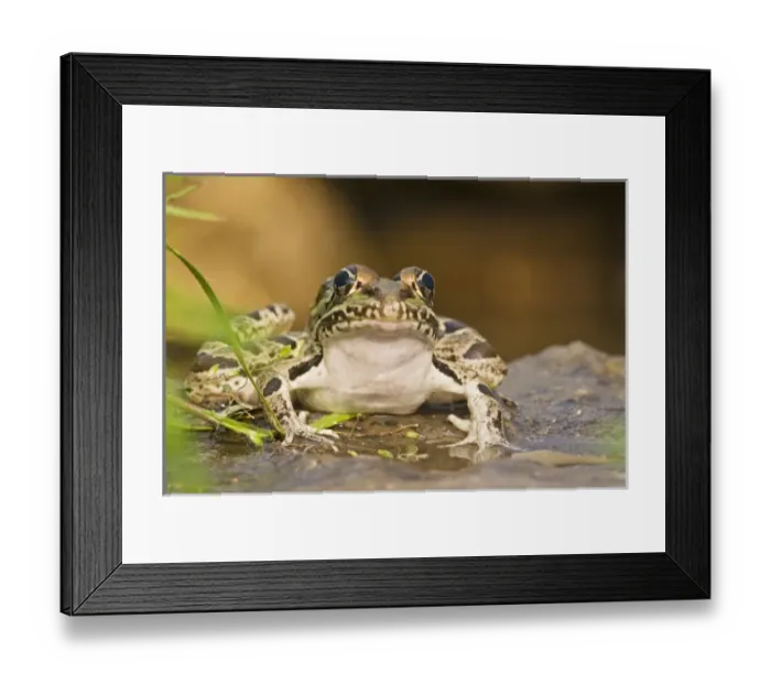 Framed Print : Leopard Frog (Rana pipiens) sunning by pond, central Texas, USA Framed Print : Leopard Frog (Rana pipiens) sunning by pond, central Texas, USA