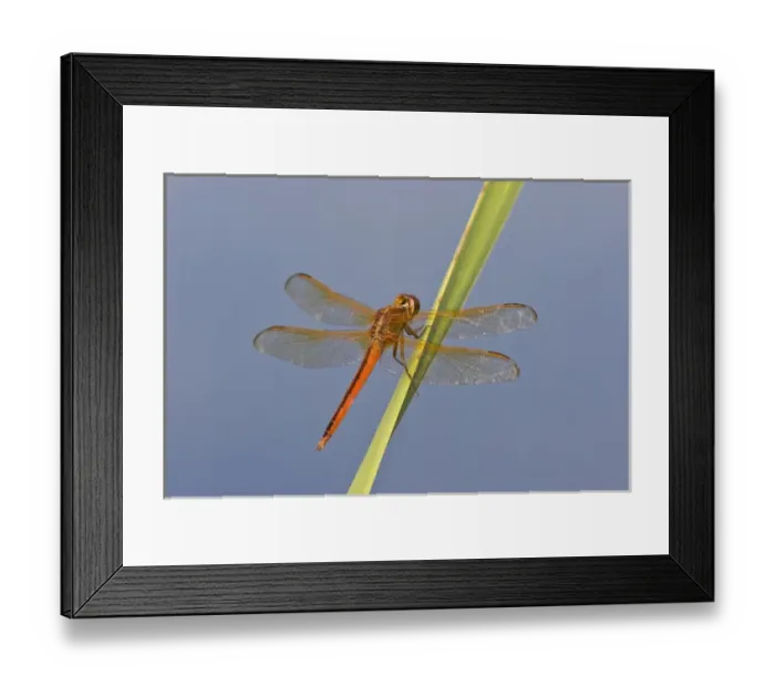 Framed Print : Needhams Skimmer (Libellula needhami) dragonfly, male perched on cattail in marsh Framed Print : Needhams Skimmer (Libellula needhami) dragonfly, male perched on cattail in marsh