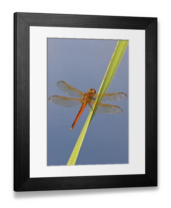 Framed Print : Needhams Skimmer (Libellula needhami) dragonfly, male perched on cattail in marsh
