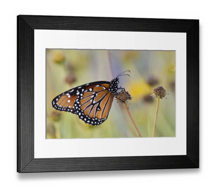 Framed Print : Queen (Danaus gilippus) resting on dried flower, s. Texas, USA