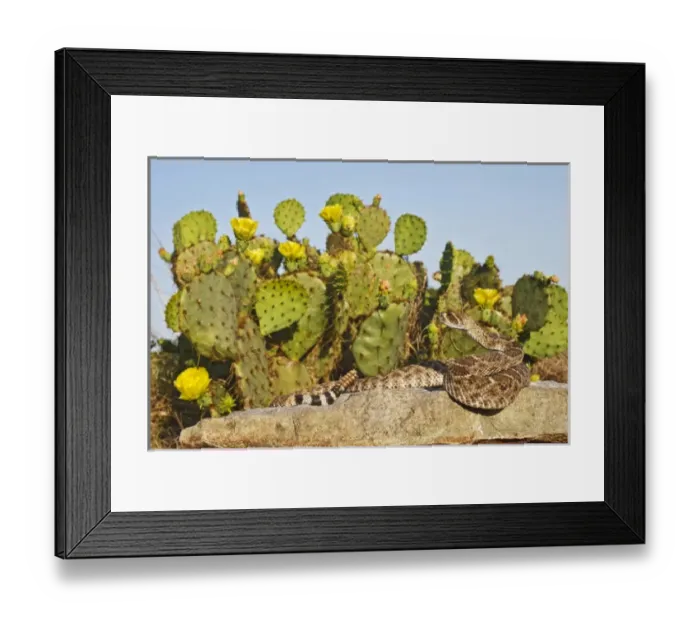 Framed Print : Western Diamondback Rattlesnake (Crotalus atrox) sunning on a rock by prickly pear cactus in bloom